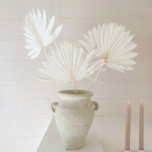 3 Bleached Palm Leaves - Dried Palm Fan
